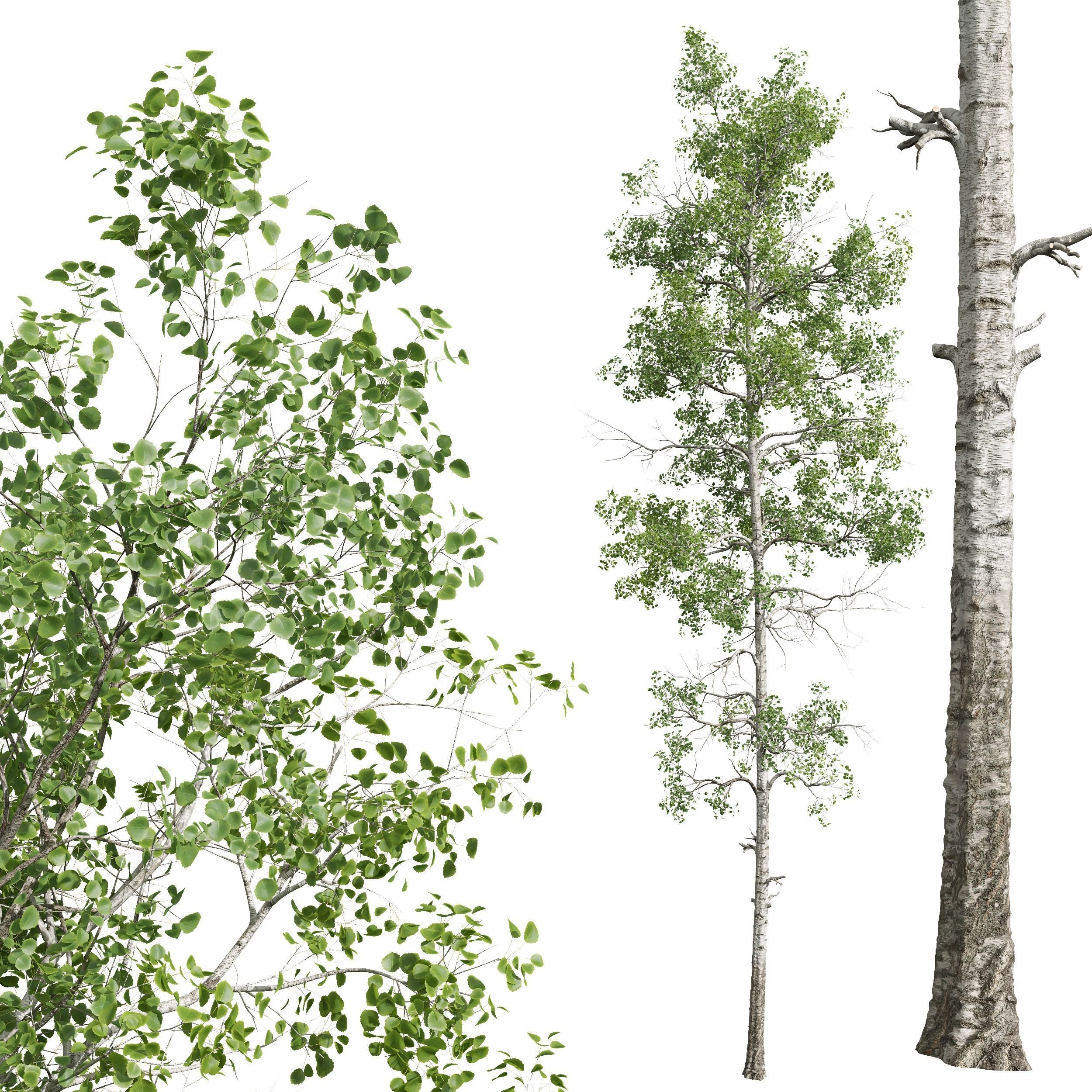 New Plant High detail Populus Tremuloides 2trees 3D model_2