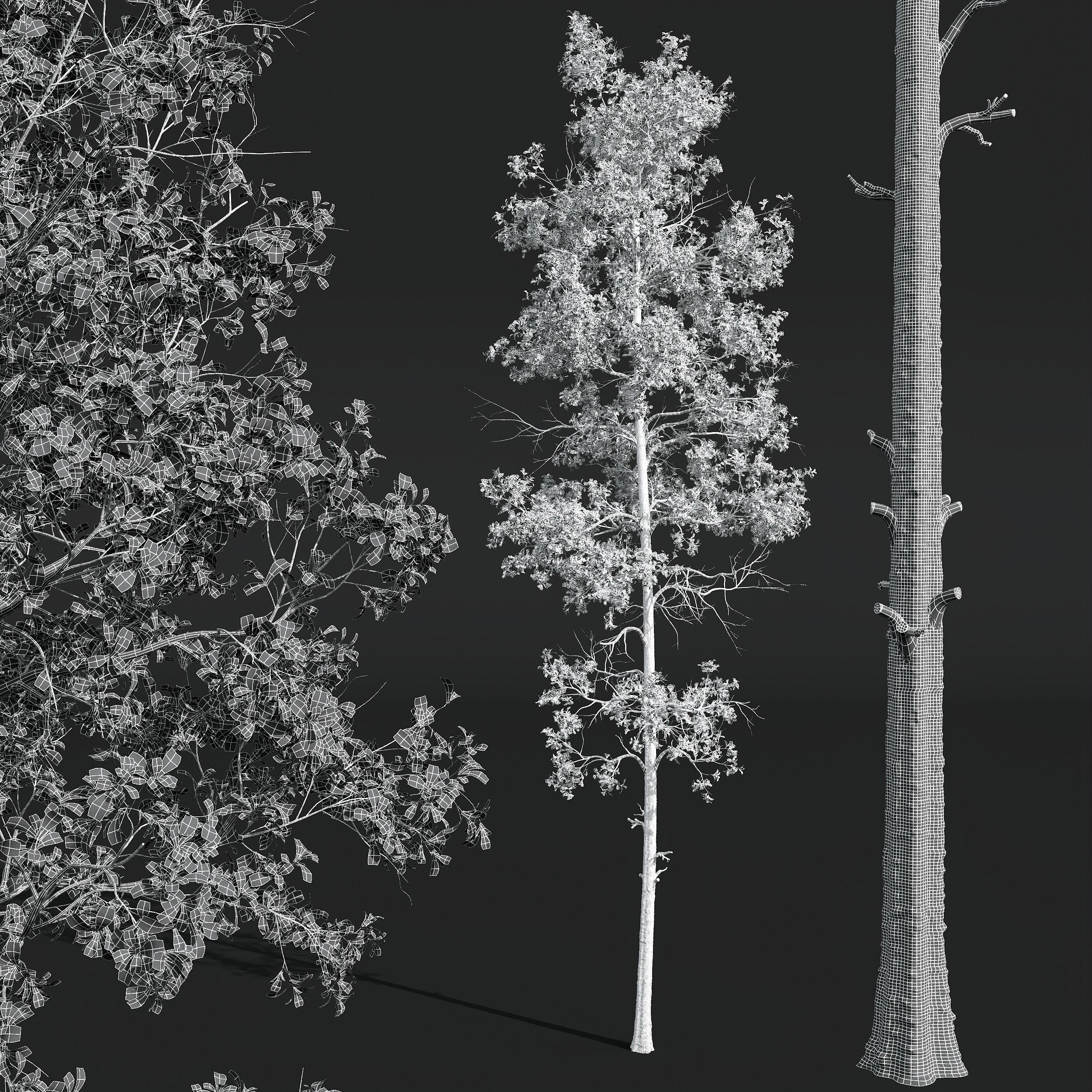 New Plant High detail Populus Tremuloides 2trees 3D model_3