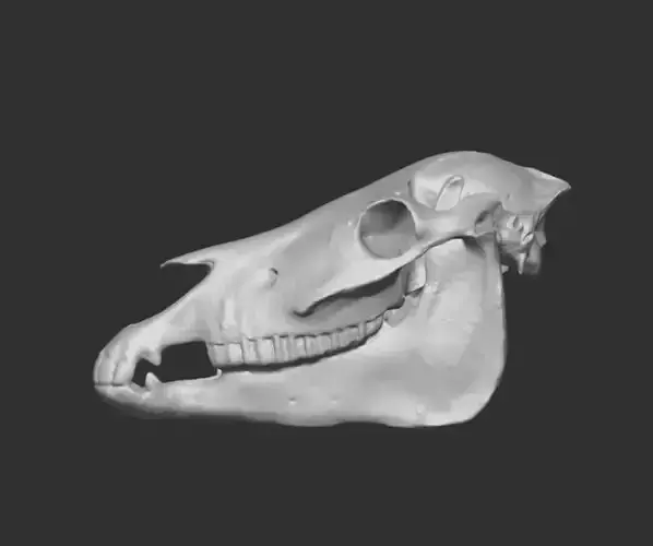 3d scan of a pony mule skull 3D model