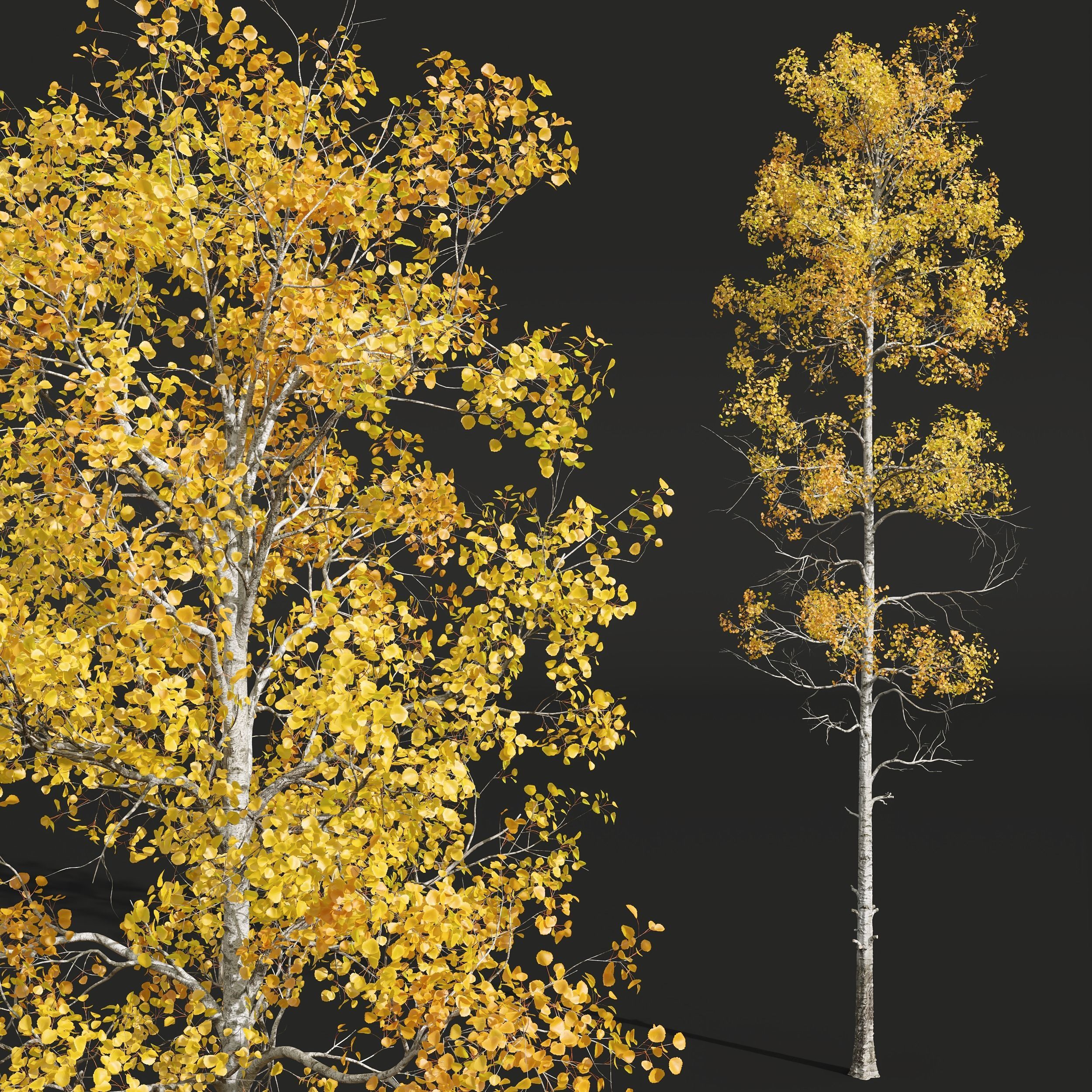 New Plant Populus Tremuloides 2Tree 3D model_1