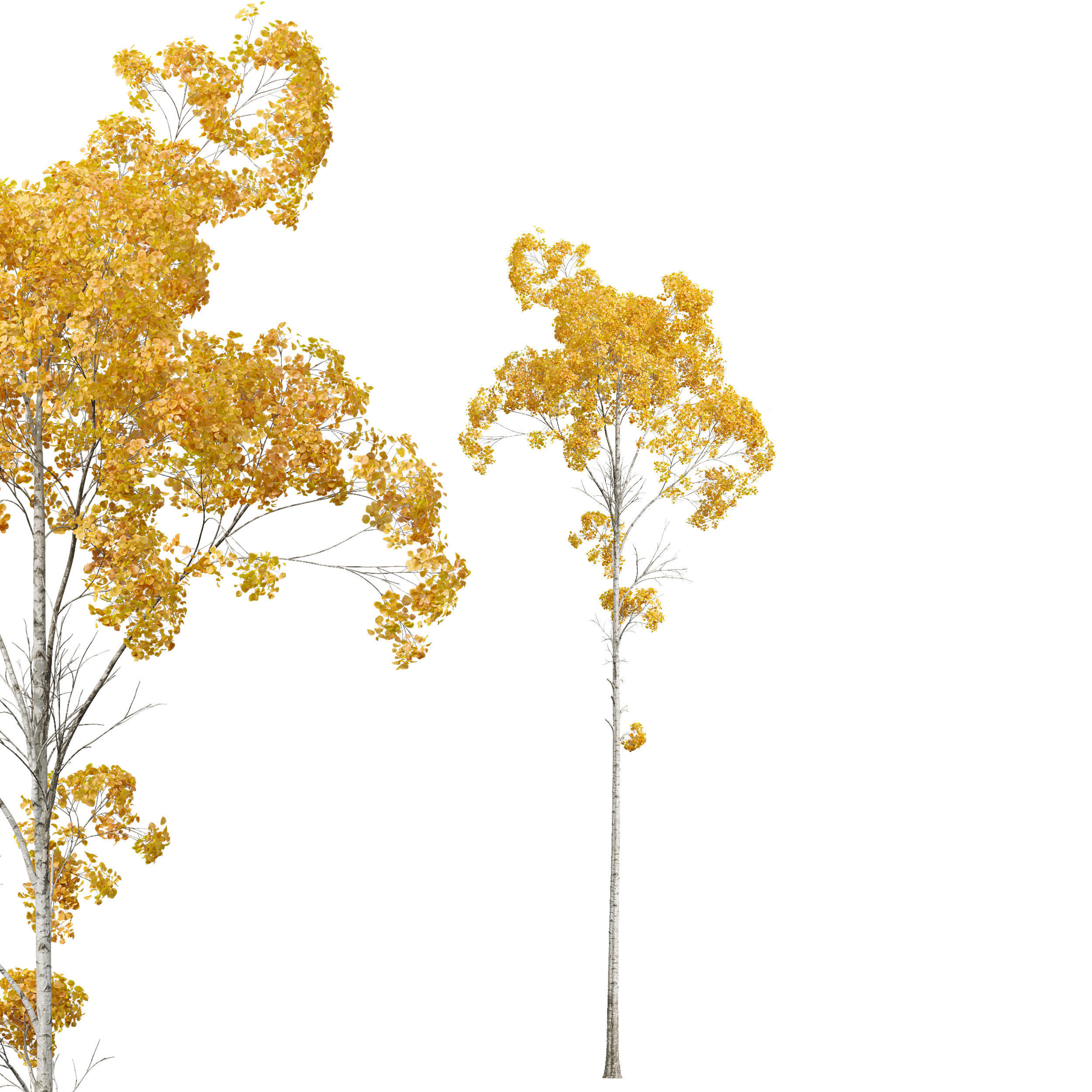 New Plant Populus Tremuloides 2Tree 3D model_2