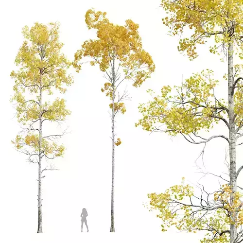 New Plant Populus Tremuloides 2Tree 3D model