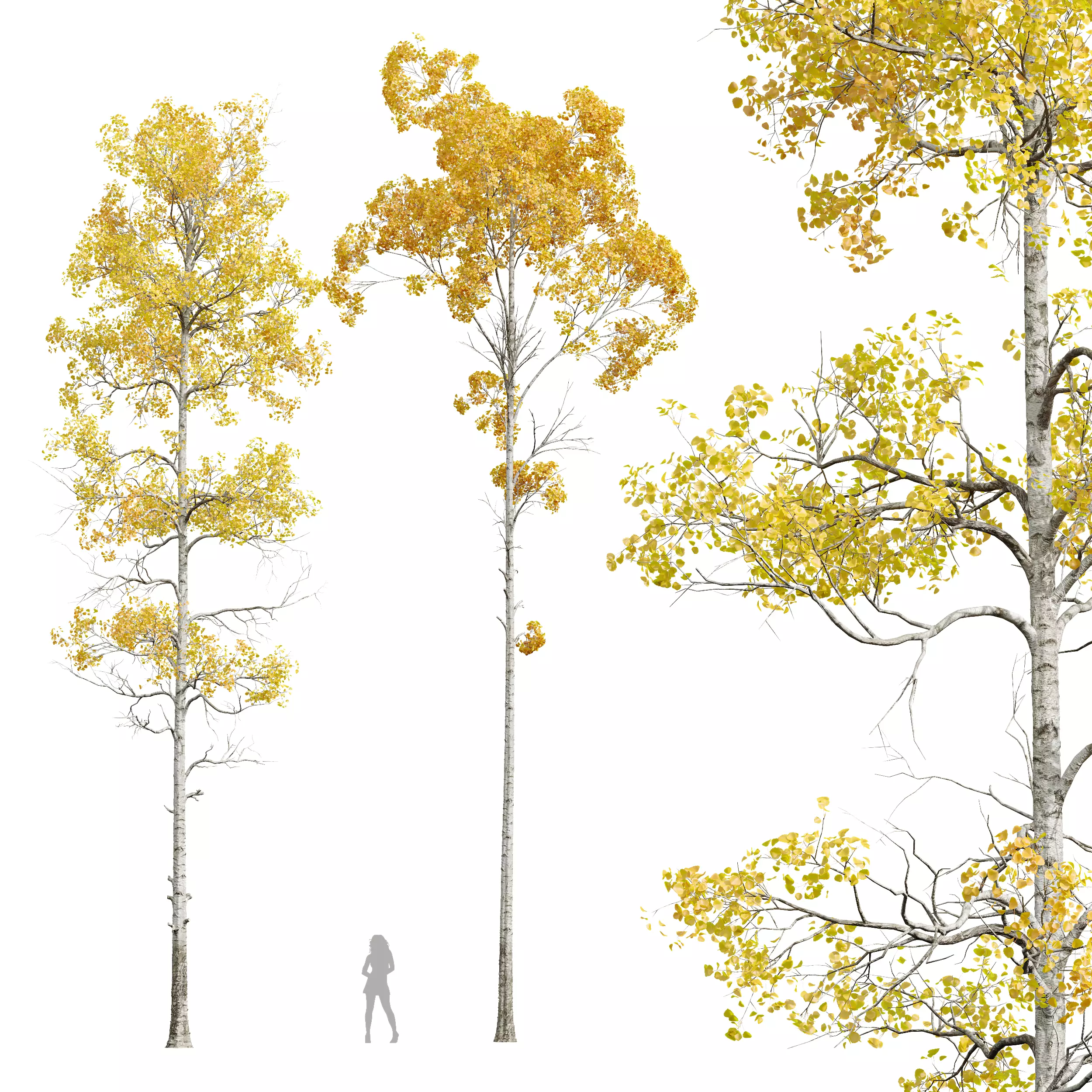 New Plant Populus Tremuloides 2Tree 3D model_0