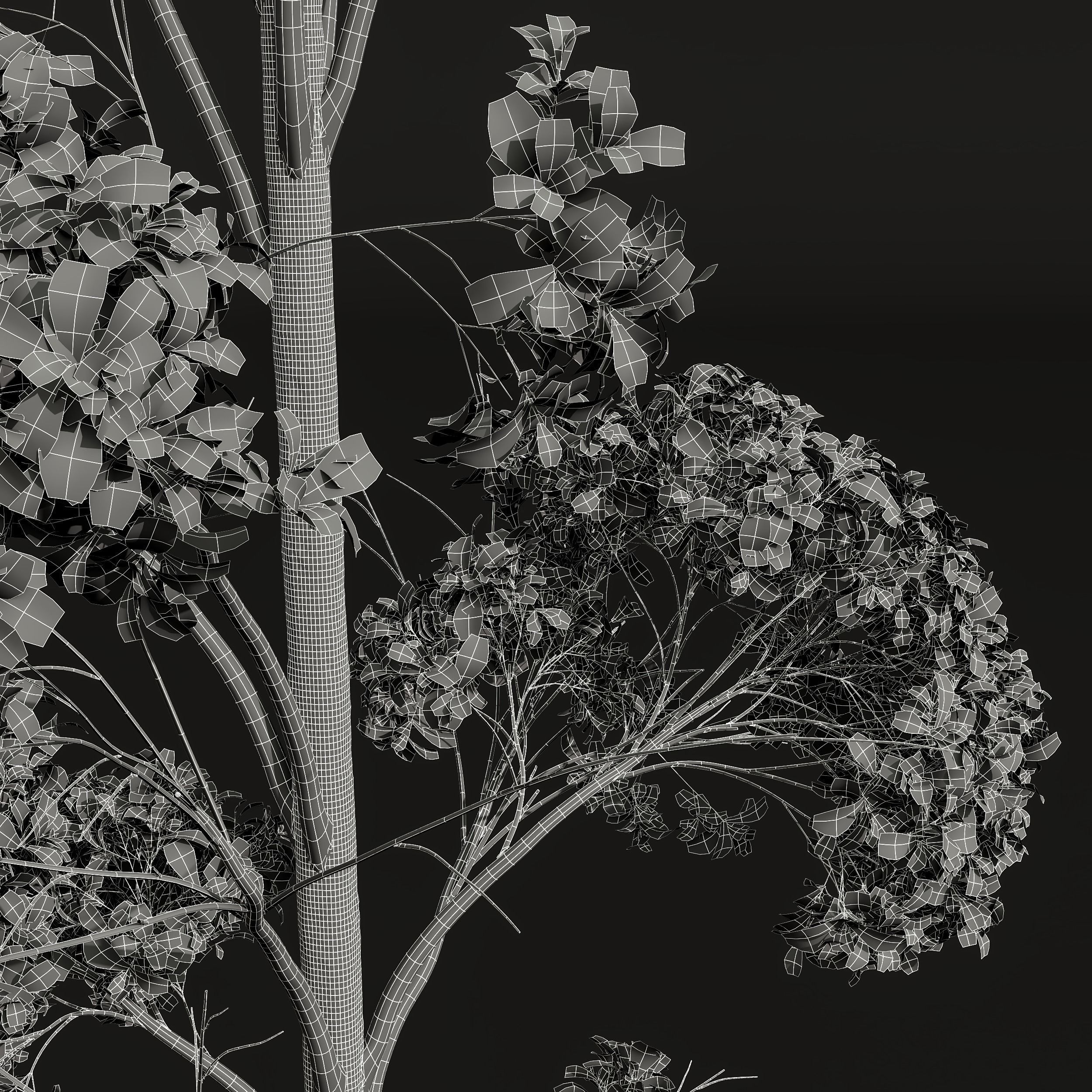 New Plant Populus Tremuloides 2Tree 3D model_3