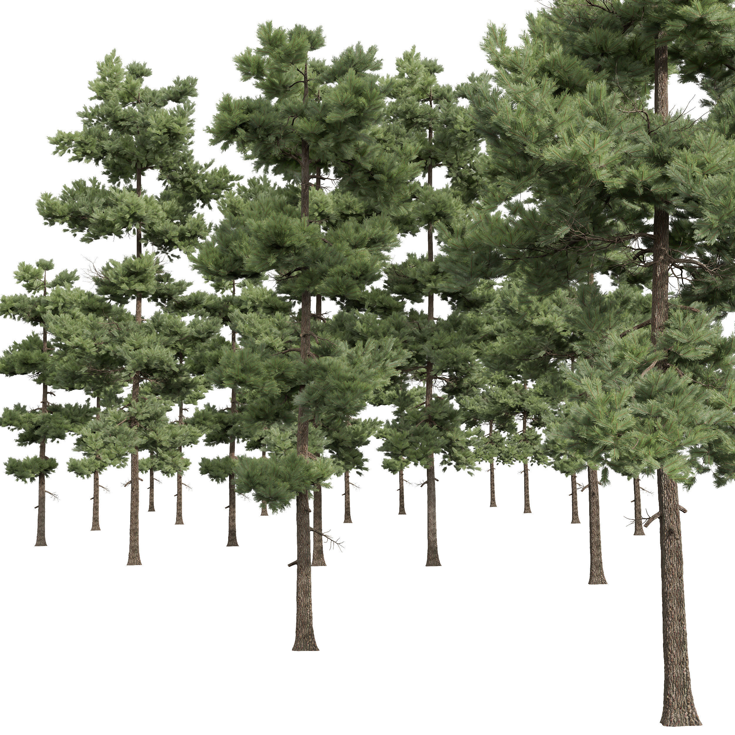 New Plant High detail Pinus Echinata Palustris 4Trees 3D model_3