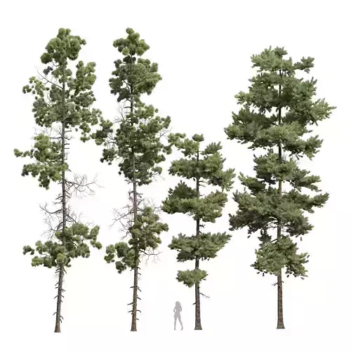 New Plant High detail Pinus Echinata Palustris 4Trees 3D model