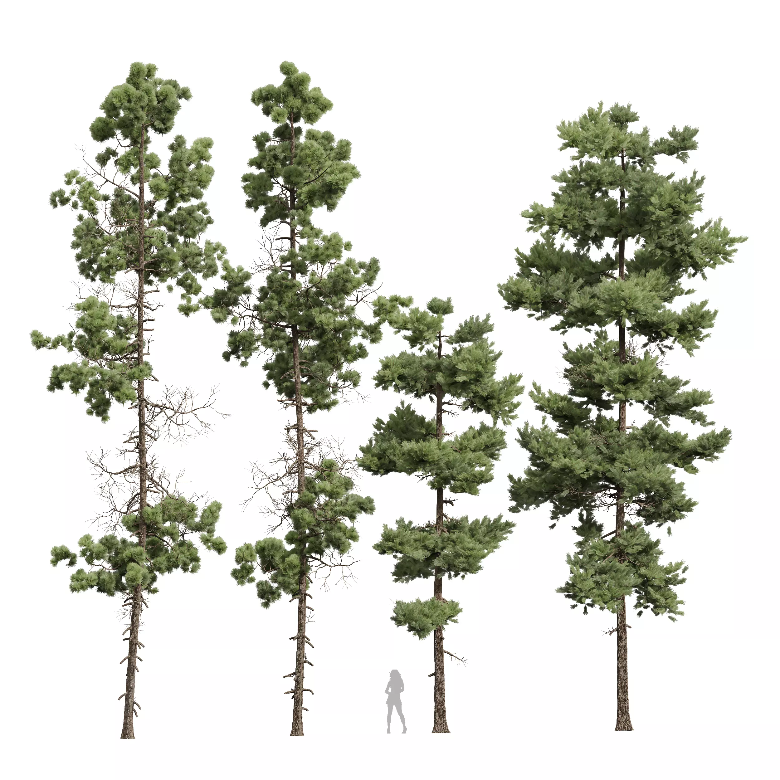 New Plant High detail Pinus Echinata Palustris 4Trees 3D model_0