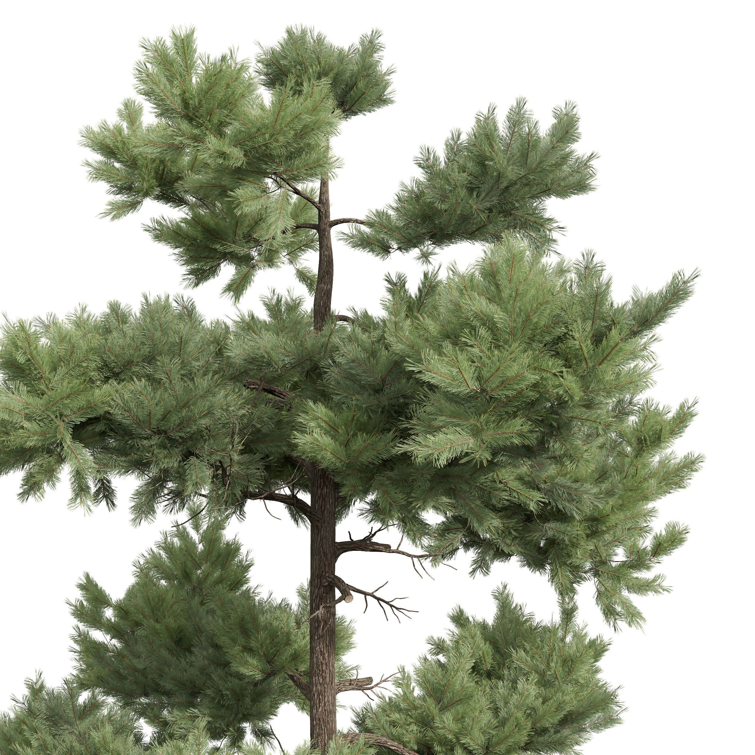 New Plant High detail Pinus Echinata Palustris 4Trees 3D model_5