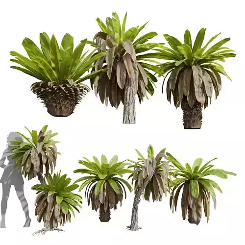 New Plant Neottopteris Nidus Bush Decorative Small 3D model