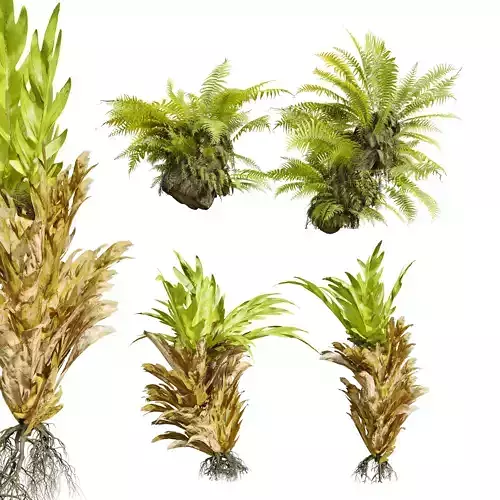 New Plant High detail Drynaria Roosii Bush Small001