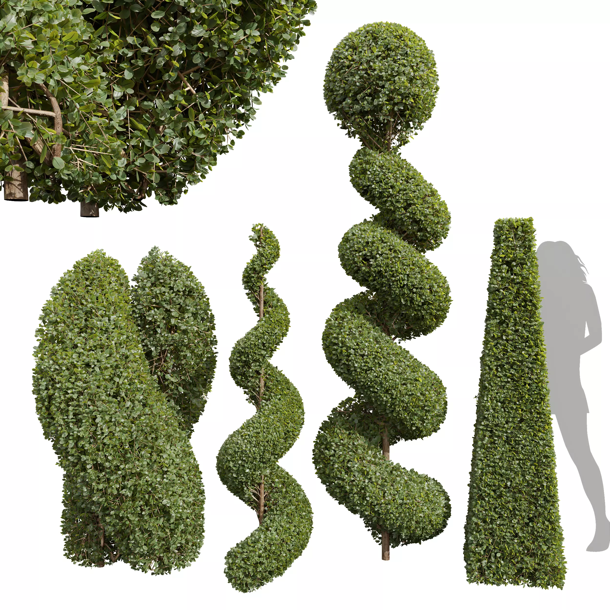 New Plant Ficus Concinna Bonsai Pruned007 3D model