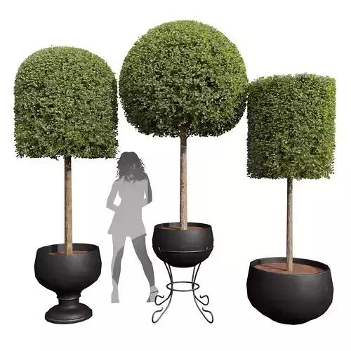 New Plant Ficus Concinna Bonsai Pruned006 3D model