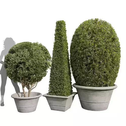 New Plant Ficus Concinna Bonsai Pruned002 3D model