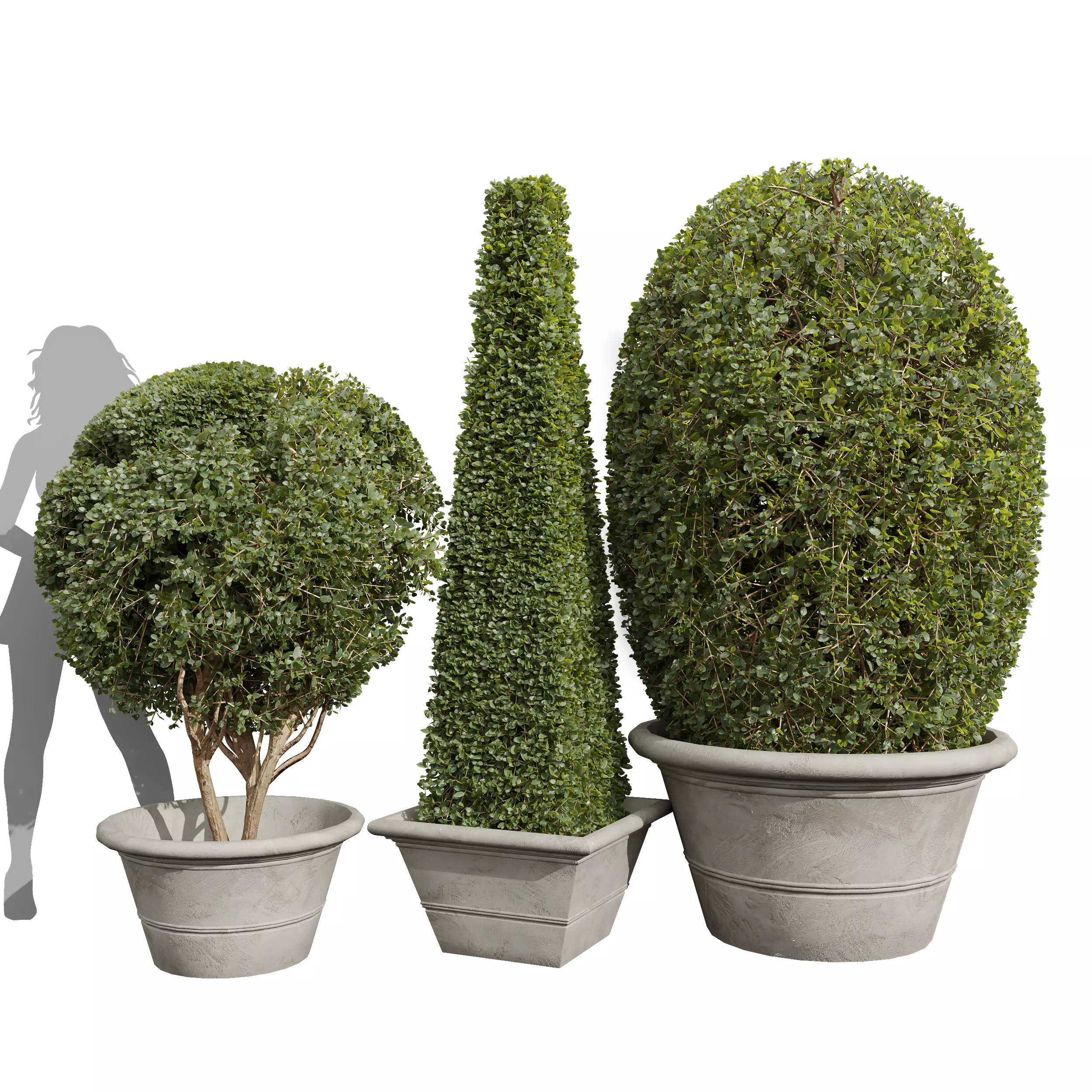 New Plant Ficus Concinna Bonsai Pruned002 3D model