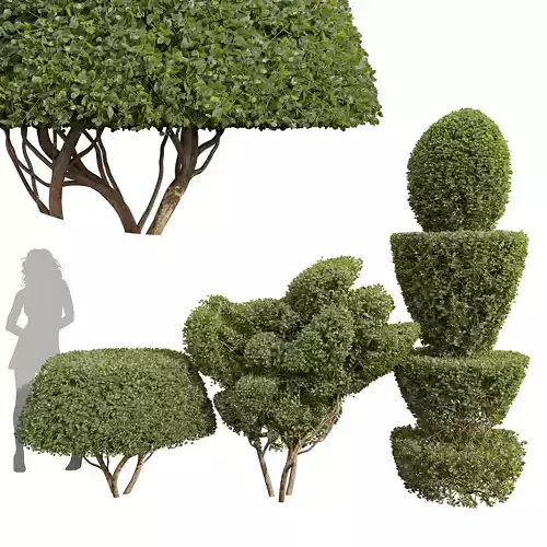 New Plant Ficus Concinna Bonsai Pruned001 3D model