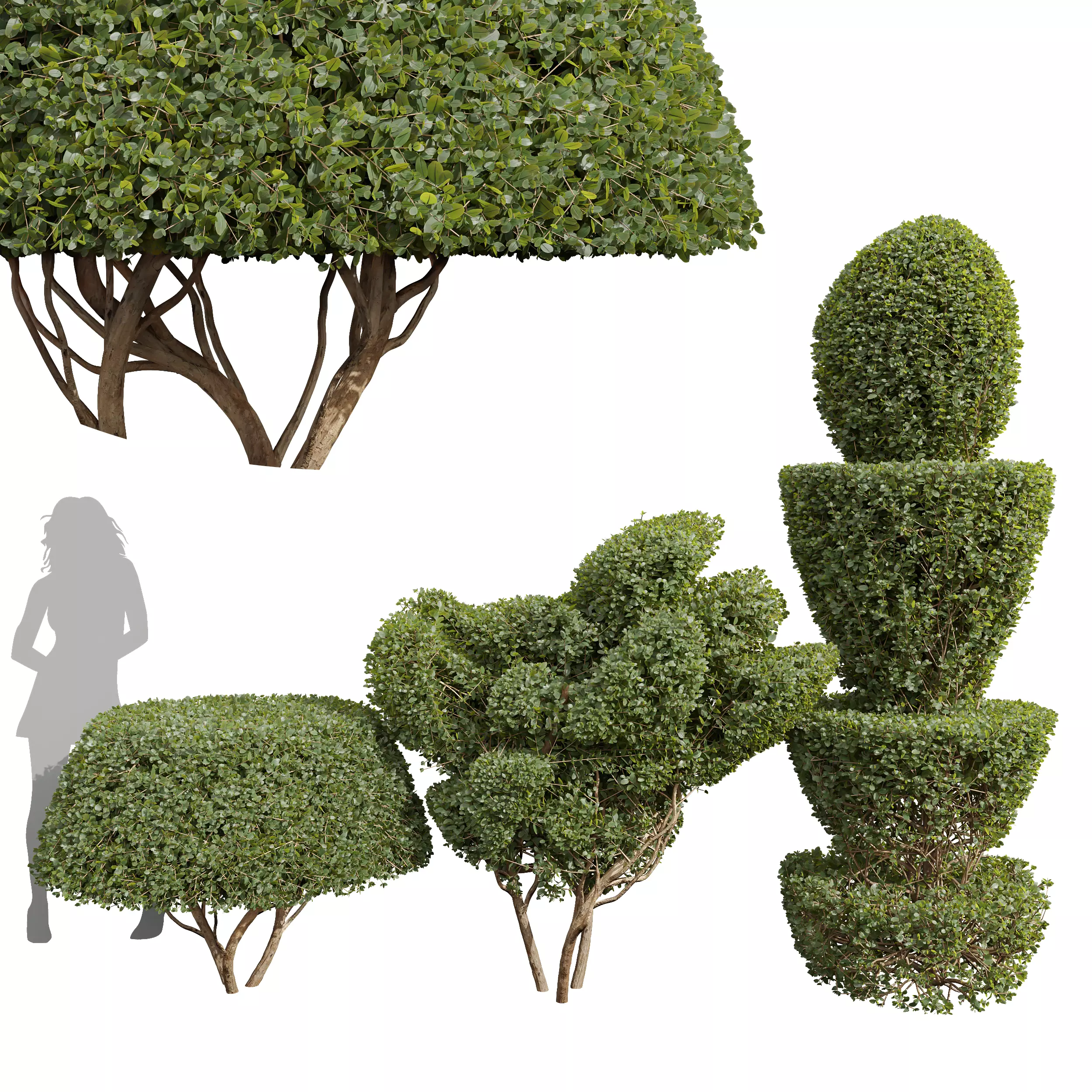 New Plant Ficus Concinna Bonsai Pruned001 3D model_0