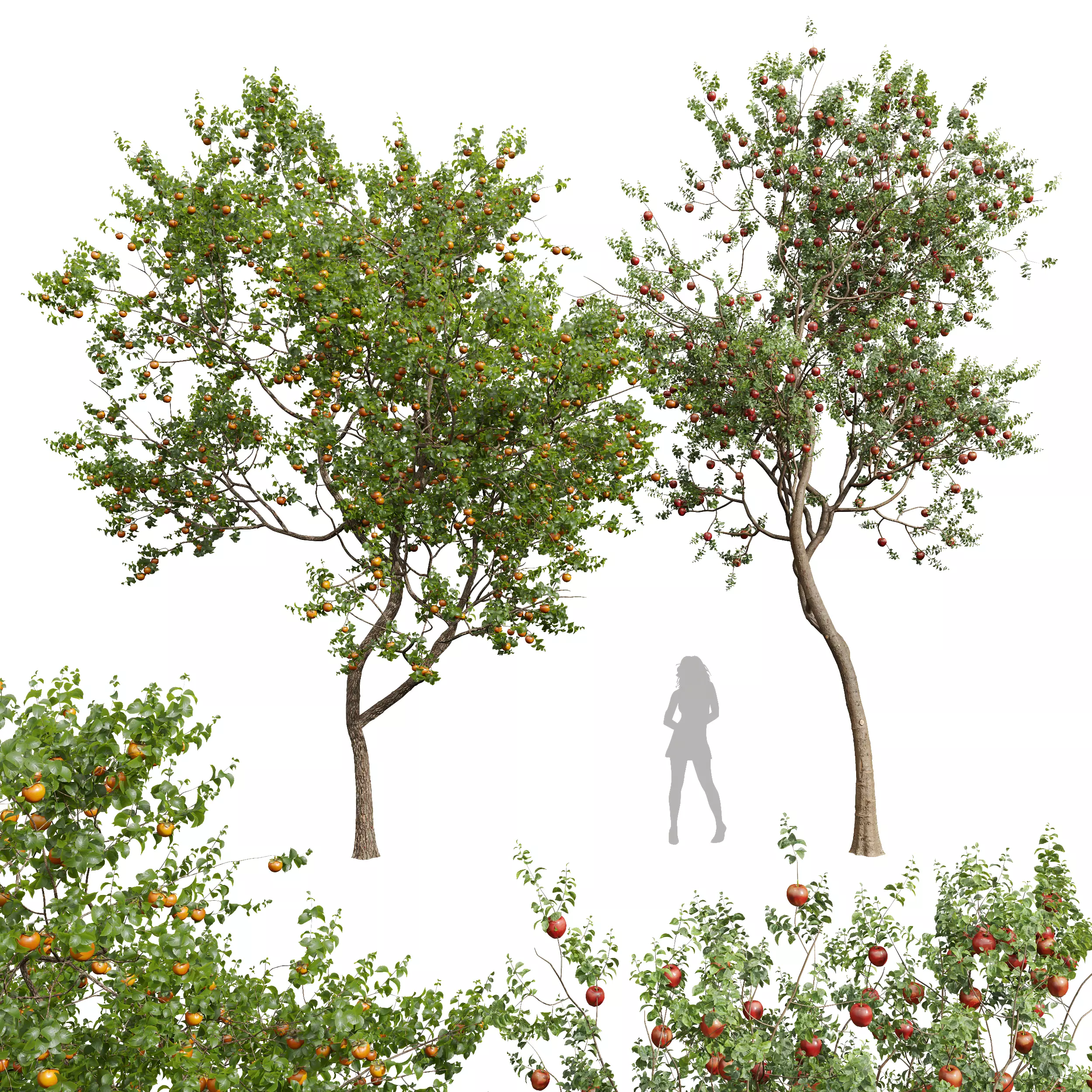 New Plant Diospyros Kaki Persimmon Malus Pumila Apple Red 3D model