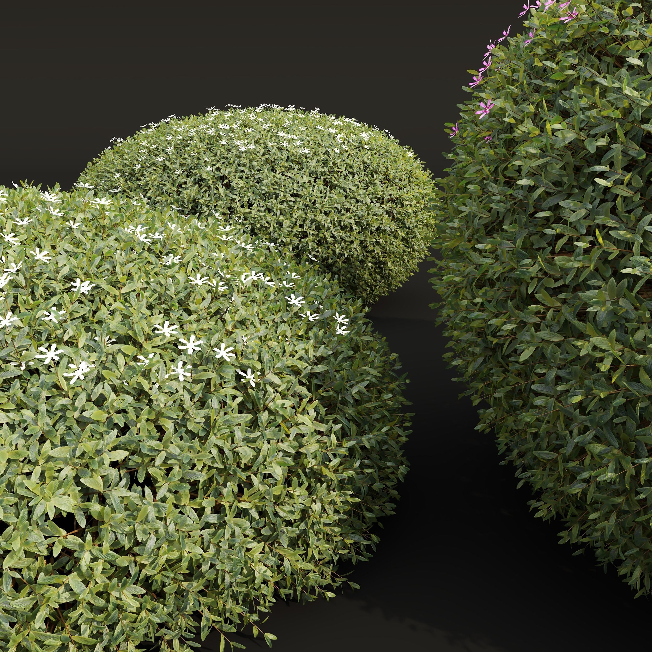 New Plant Cuphea Hookeriana Carthagegenensis Decorative001 Free 3D model_3