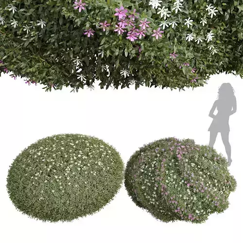 New Plant Cuphea Hookeriana Carthagegenensis Decorative001 Free 3D model