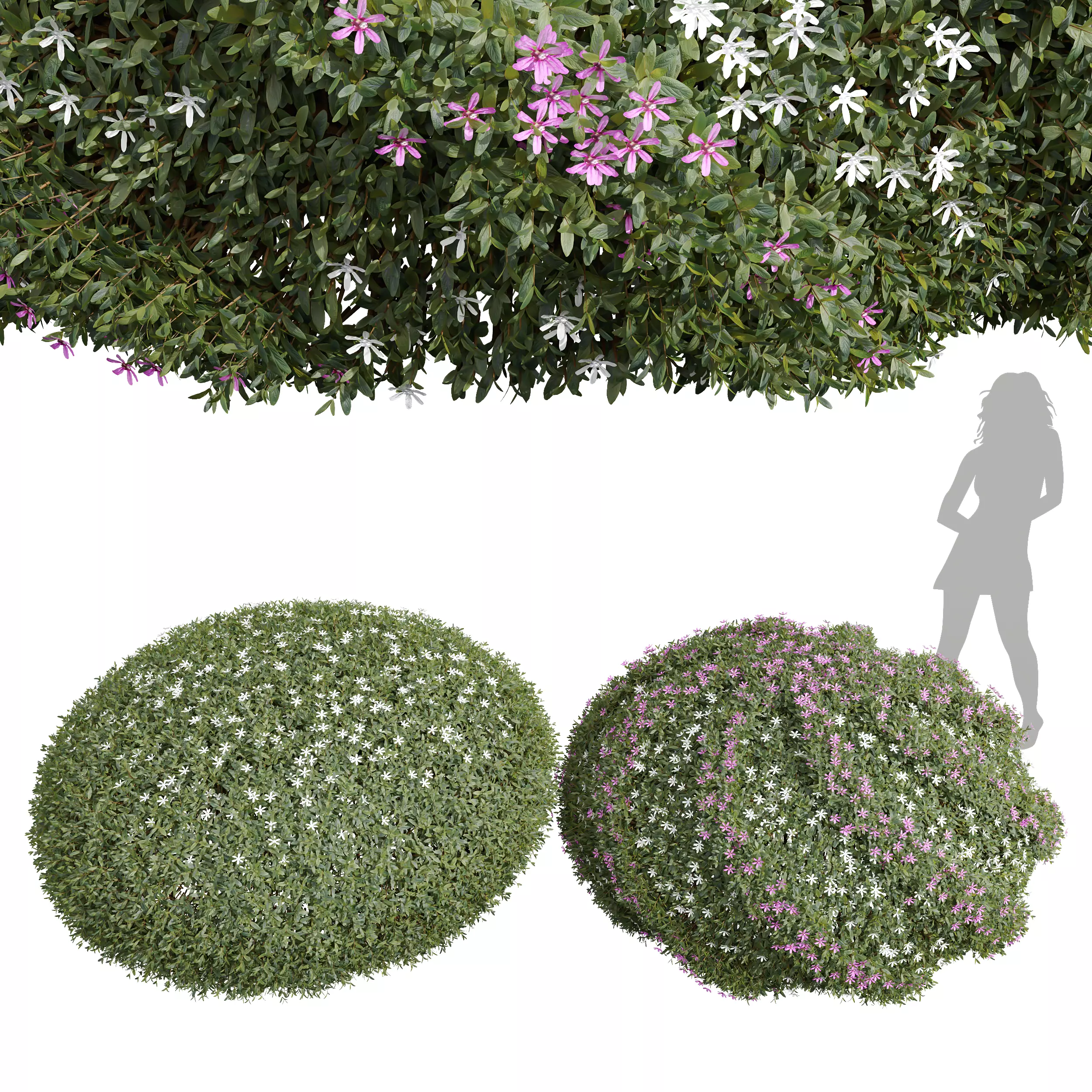 New Plant Cuphea Hookeriana Carthagegenensis Decorative001 Free 3D model_0