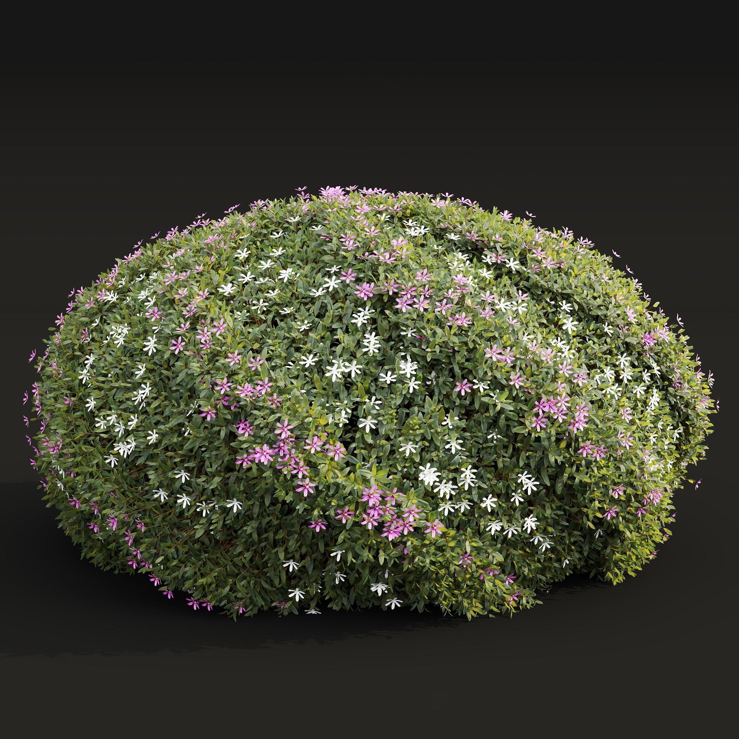 New Plant Cuphea Hookeriana Carthagegenensis Decorative001 Free 3D model_1