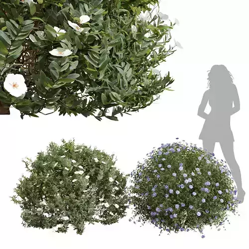 Cistus Albidus Zistrose Flower Nigella Damascena Jungfer Grunen