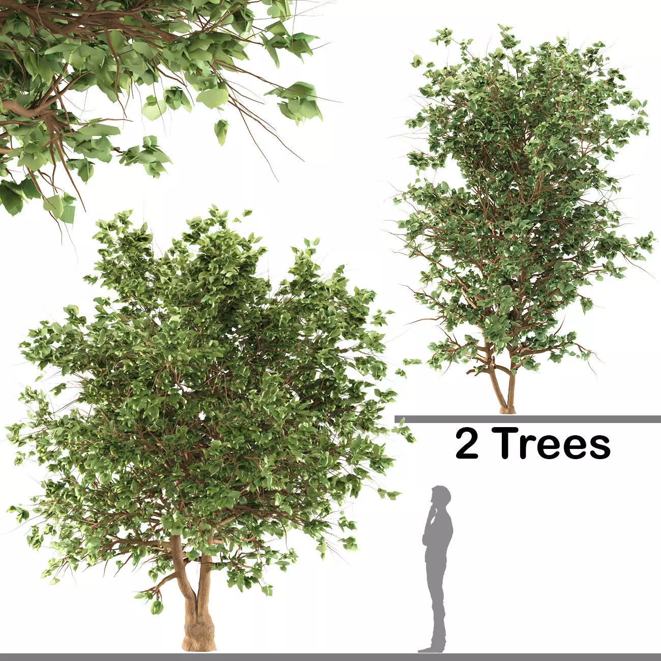 Catalpa Ovata Tree corona and V-ray 3D model_0