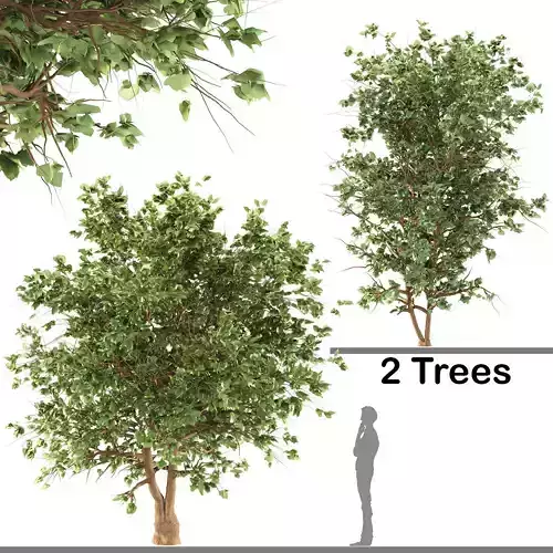 Catalpa Ovata Tree corona and V-ray 3D model