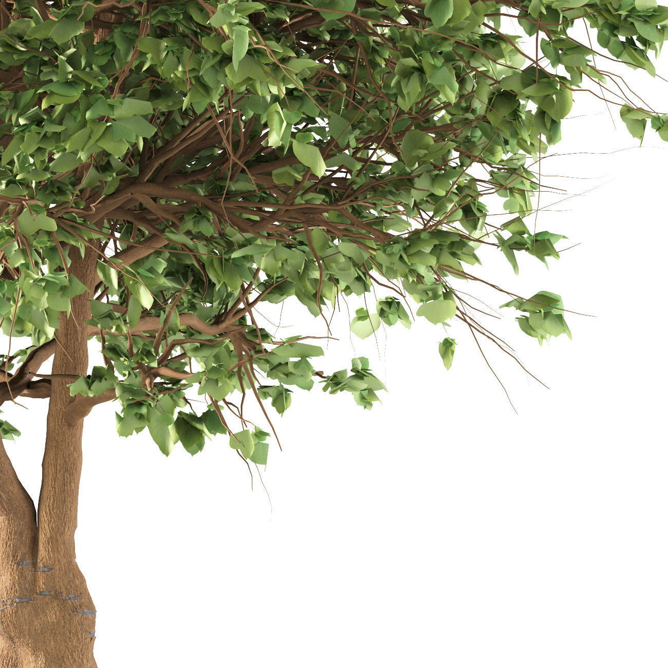 Catalpa Ovata Tree corona and V-ray 3D model_2