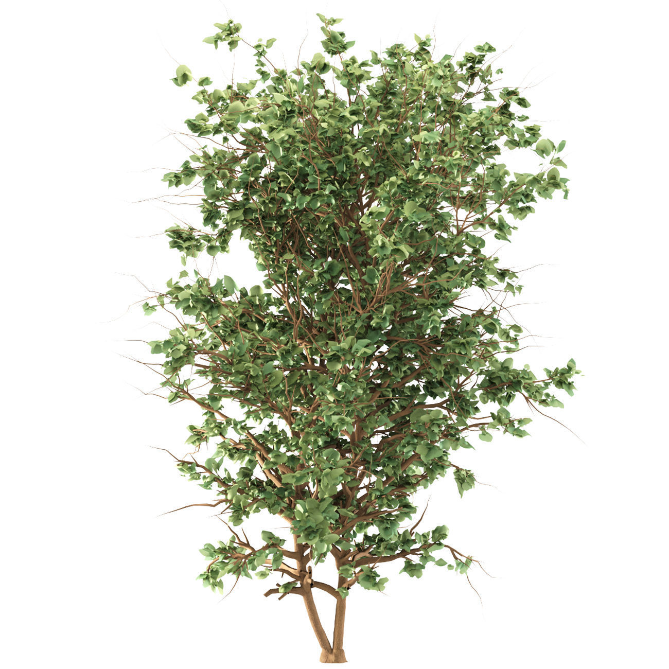 Catalpa Ovata Tree corona and V-ray 3D model_3