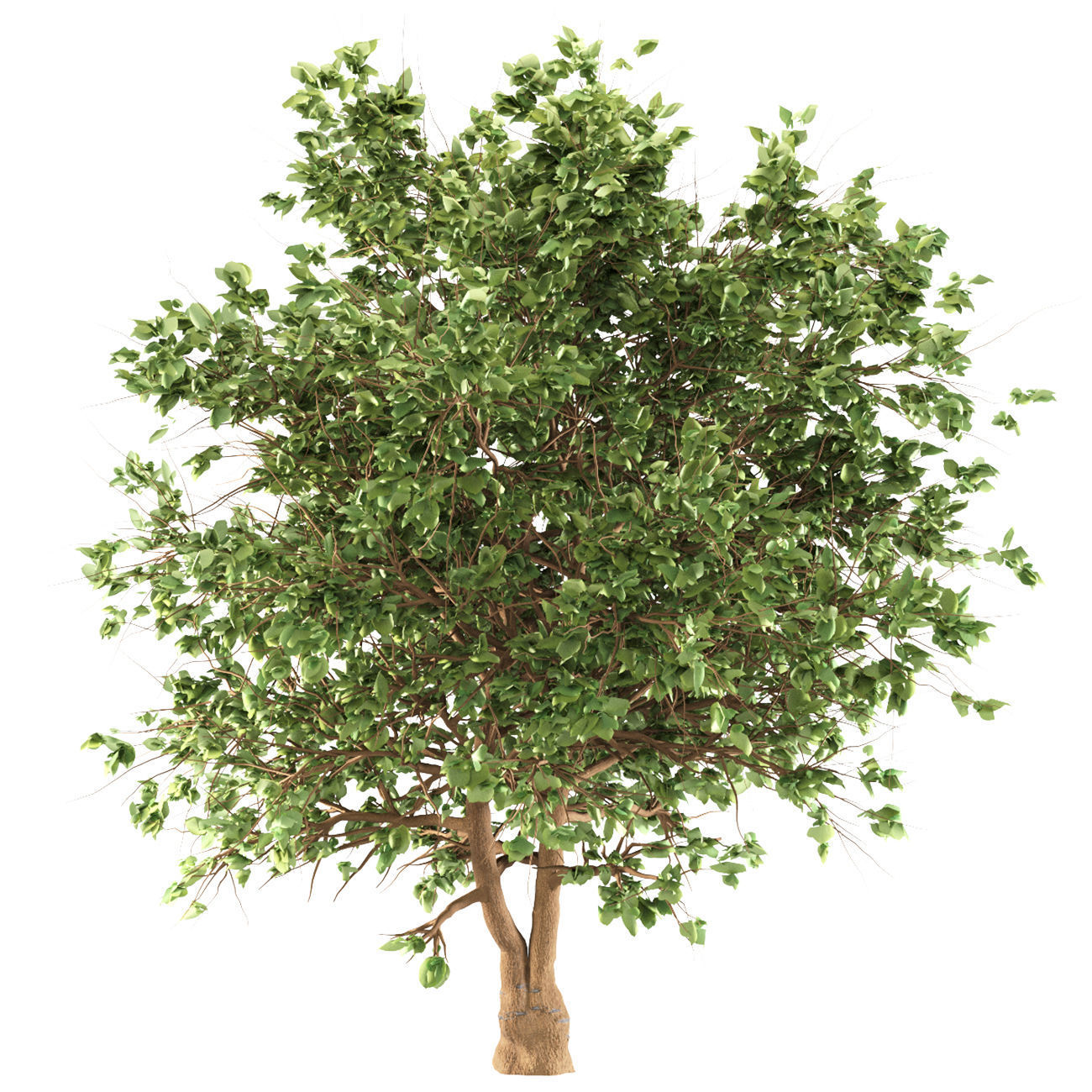 Catalpa Ovata Tree corona and V-ray 3D model_1