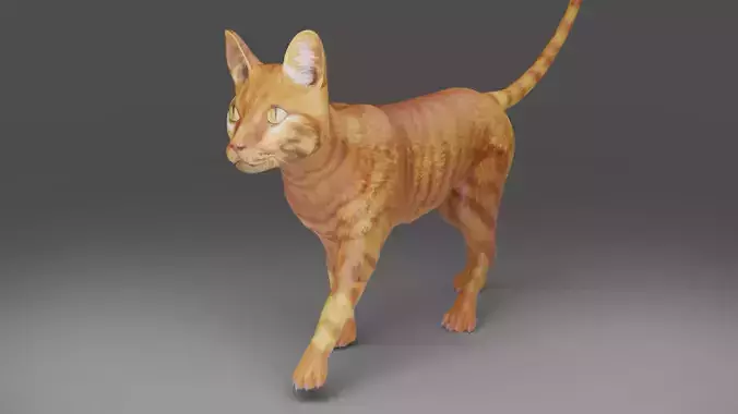 Cat Yellow V3 Rigged and Animated