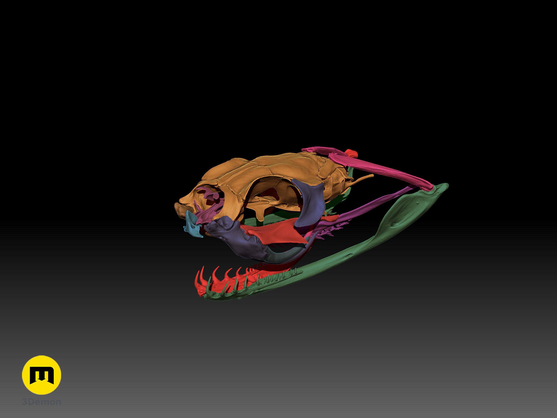 Gaboon Viper Snake Skull Free 3D print model_25