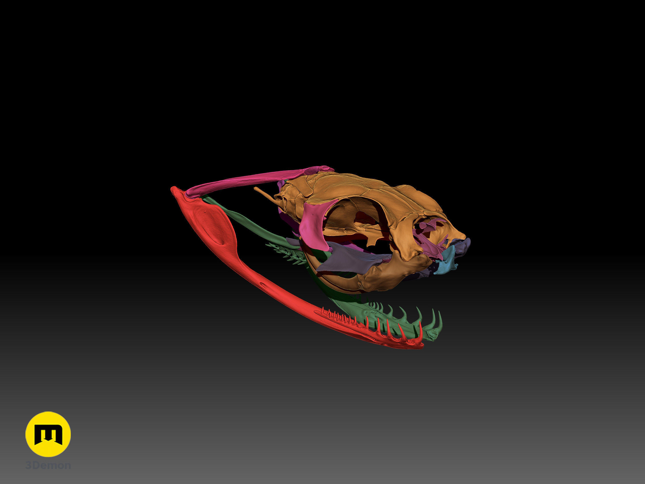 Gaboon Viper Snake Skull Free 3D print model_23