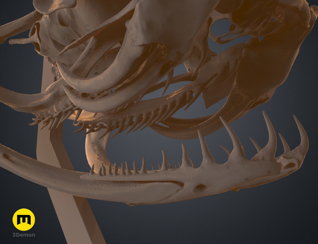 Gaboon Viper Snake Skull Free 3D print model_14