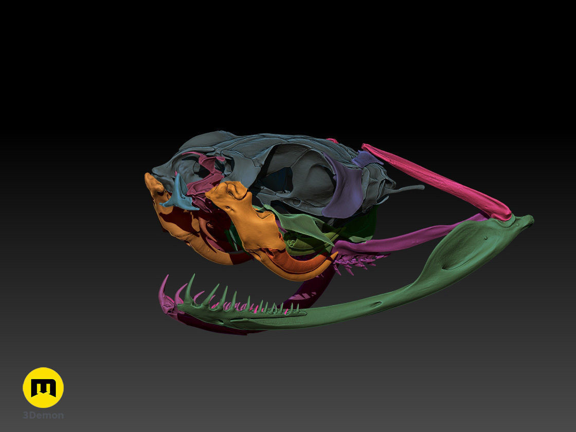Gaboon Viper Snake Skull Free 3D print model_6