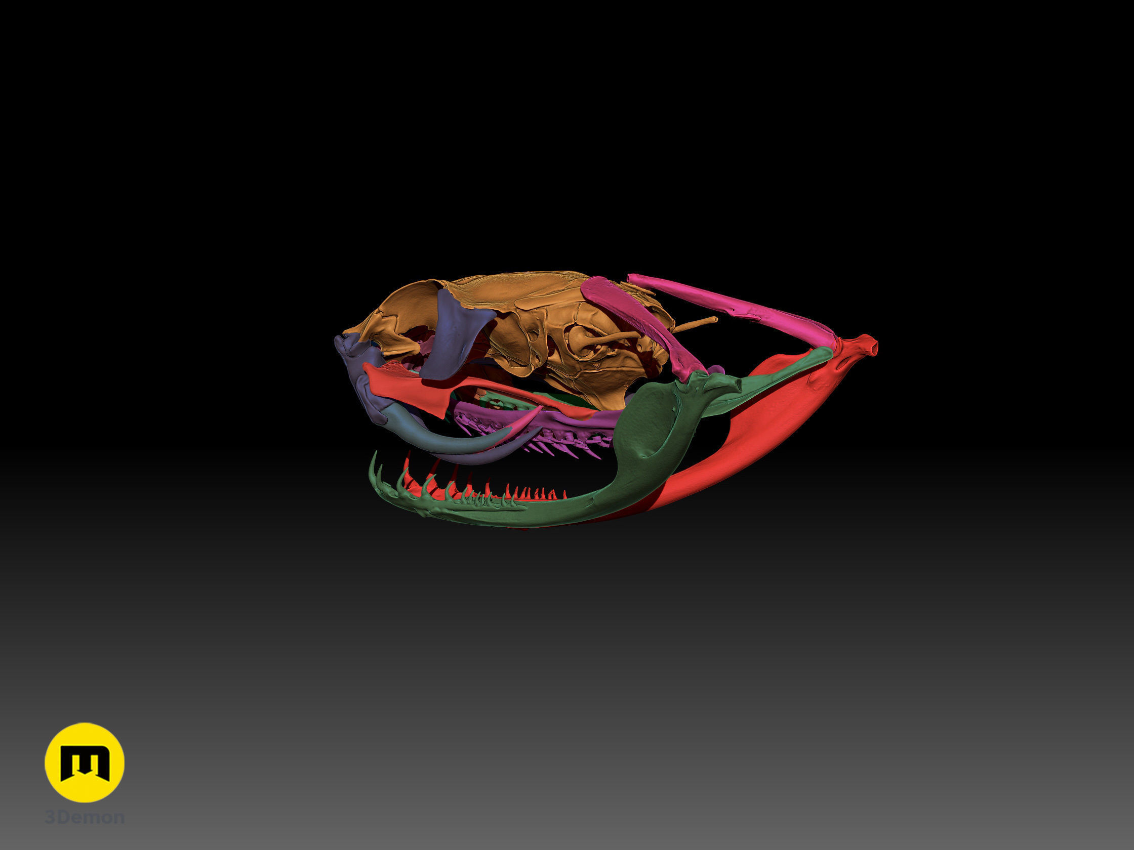 Gaboon Viper Snake Skull Free 3D print model_28