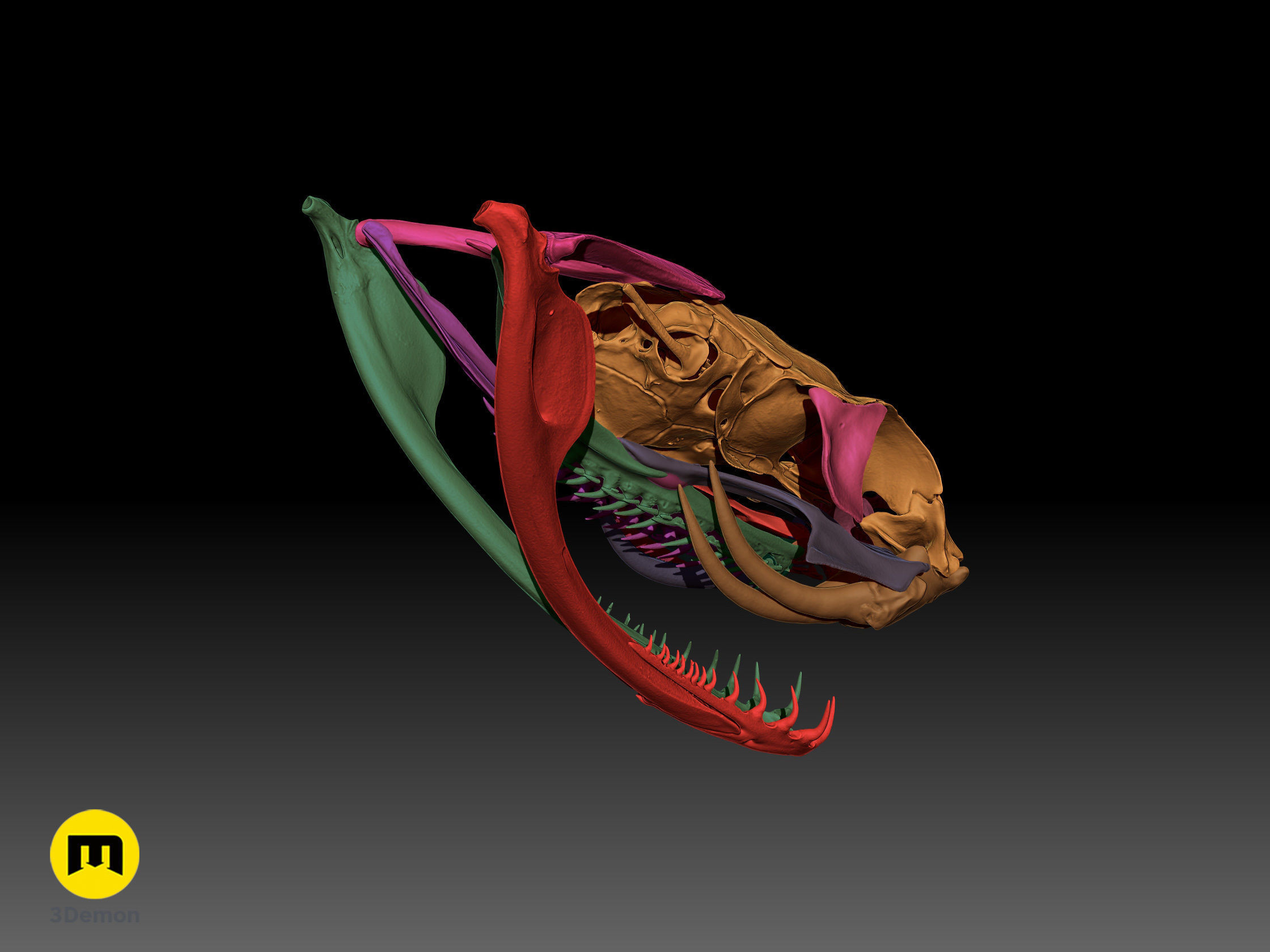 Gaboon Viper Snake Skull Free 3D print model_5