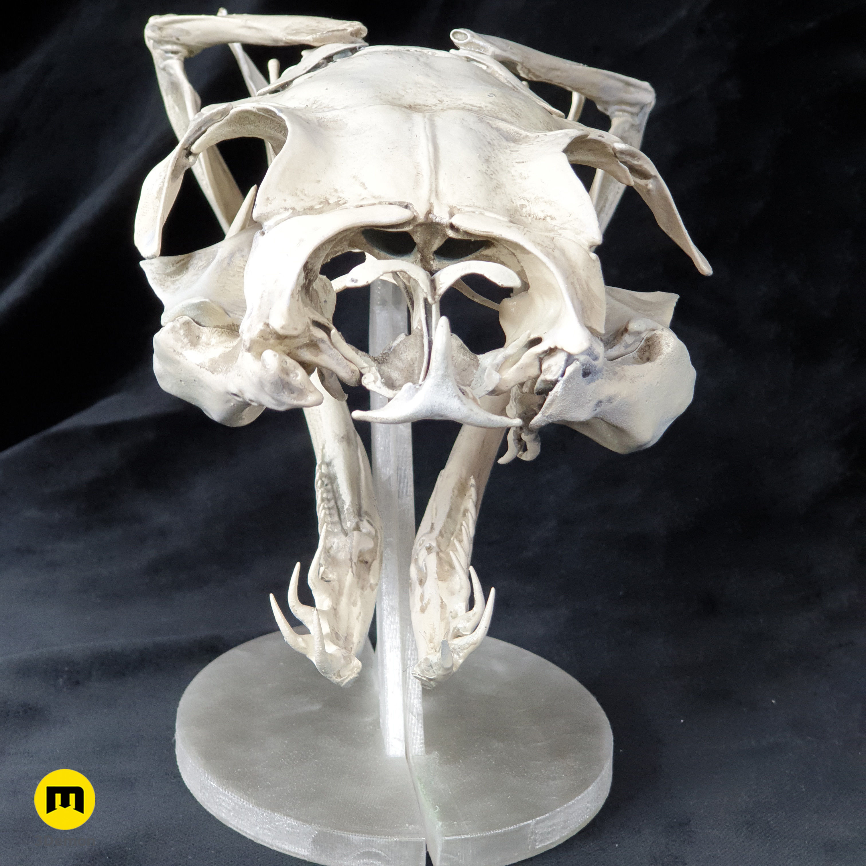 Gaboon Viper Snake Skull Free 3D print model_18