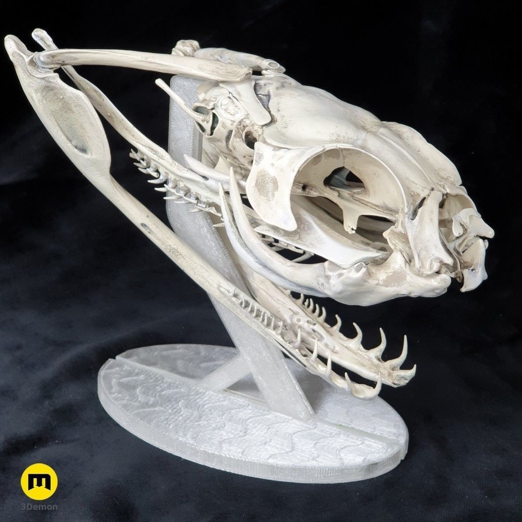 Gaboon Viper Snake Skull Free 3D print model_27