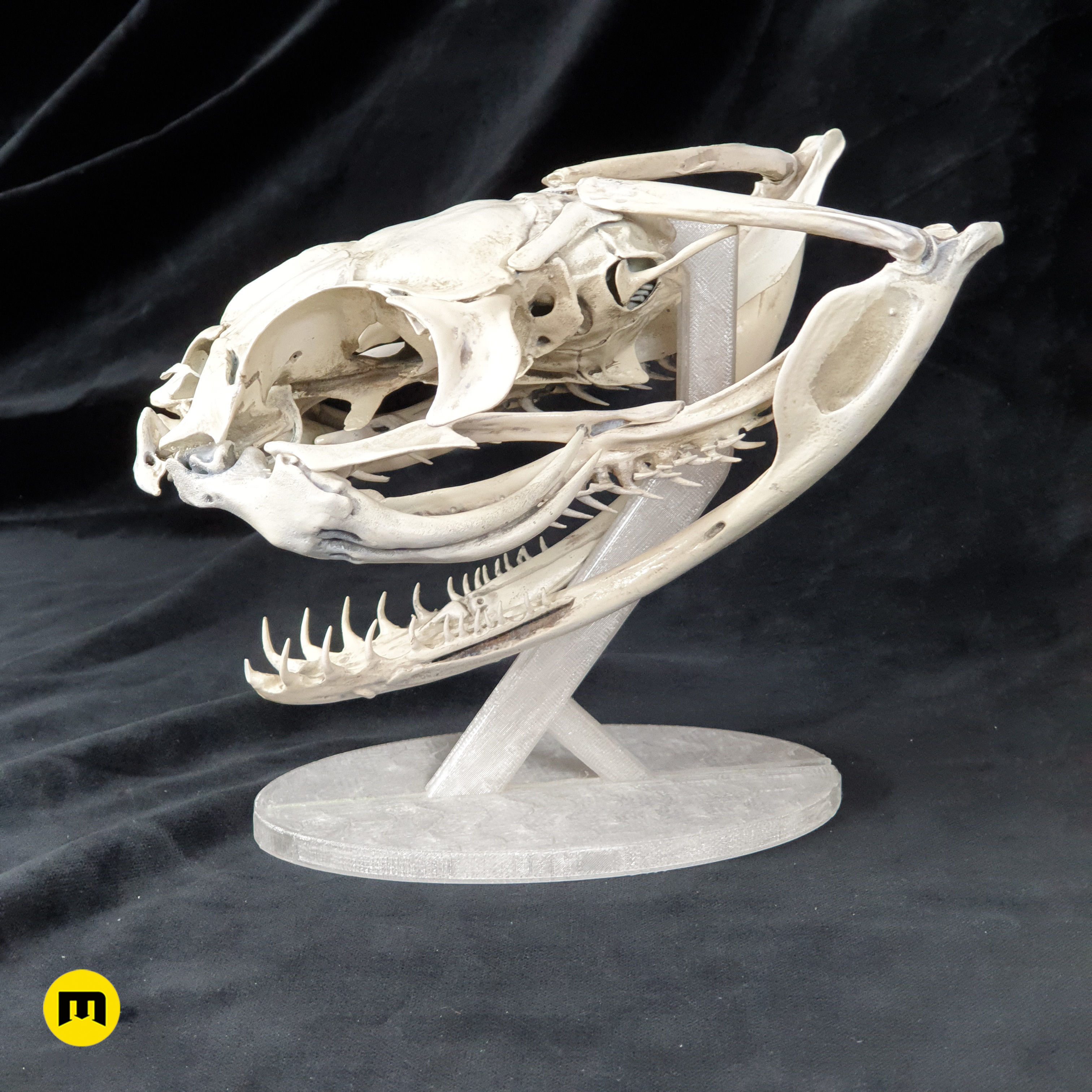 Gaboon Viper Snake Skull Free 3D print model_1