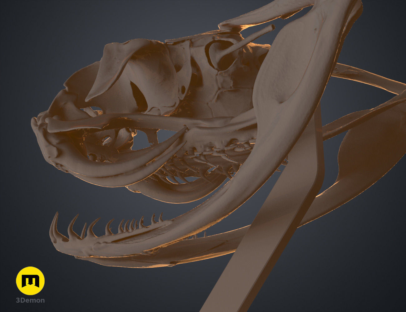 Gaboon Viper Snake Skull Free 3D print model_16