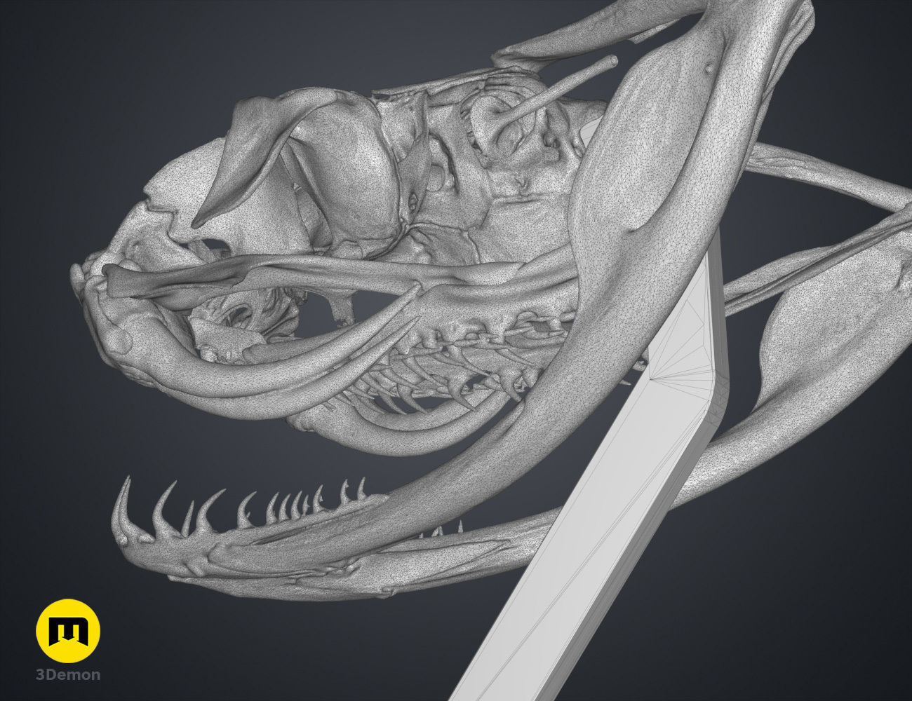 Gaboon Viper Snake Skull Free 3D print model_17