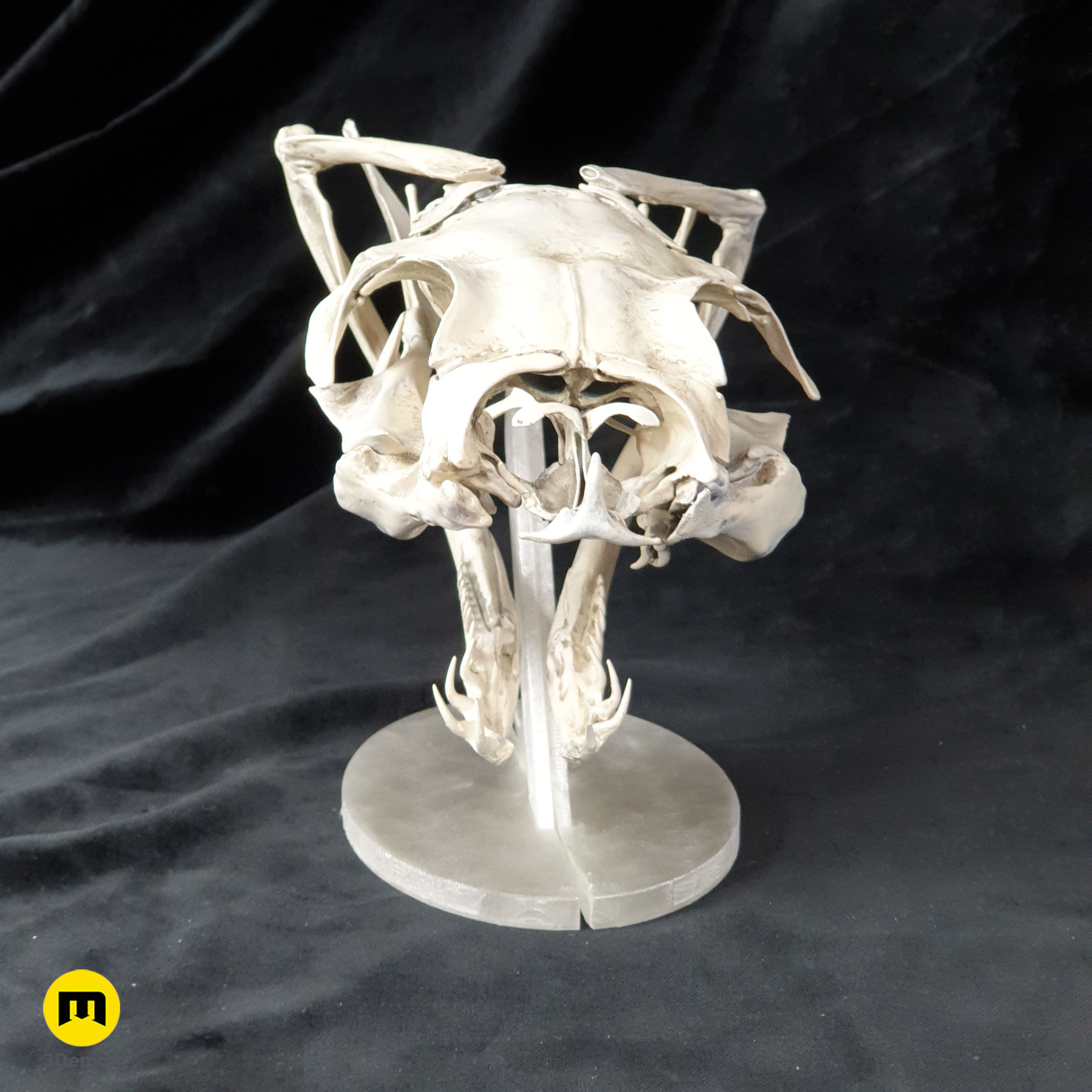 Gaboon Viper Snake Skull Free 3D print model_2