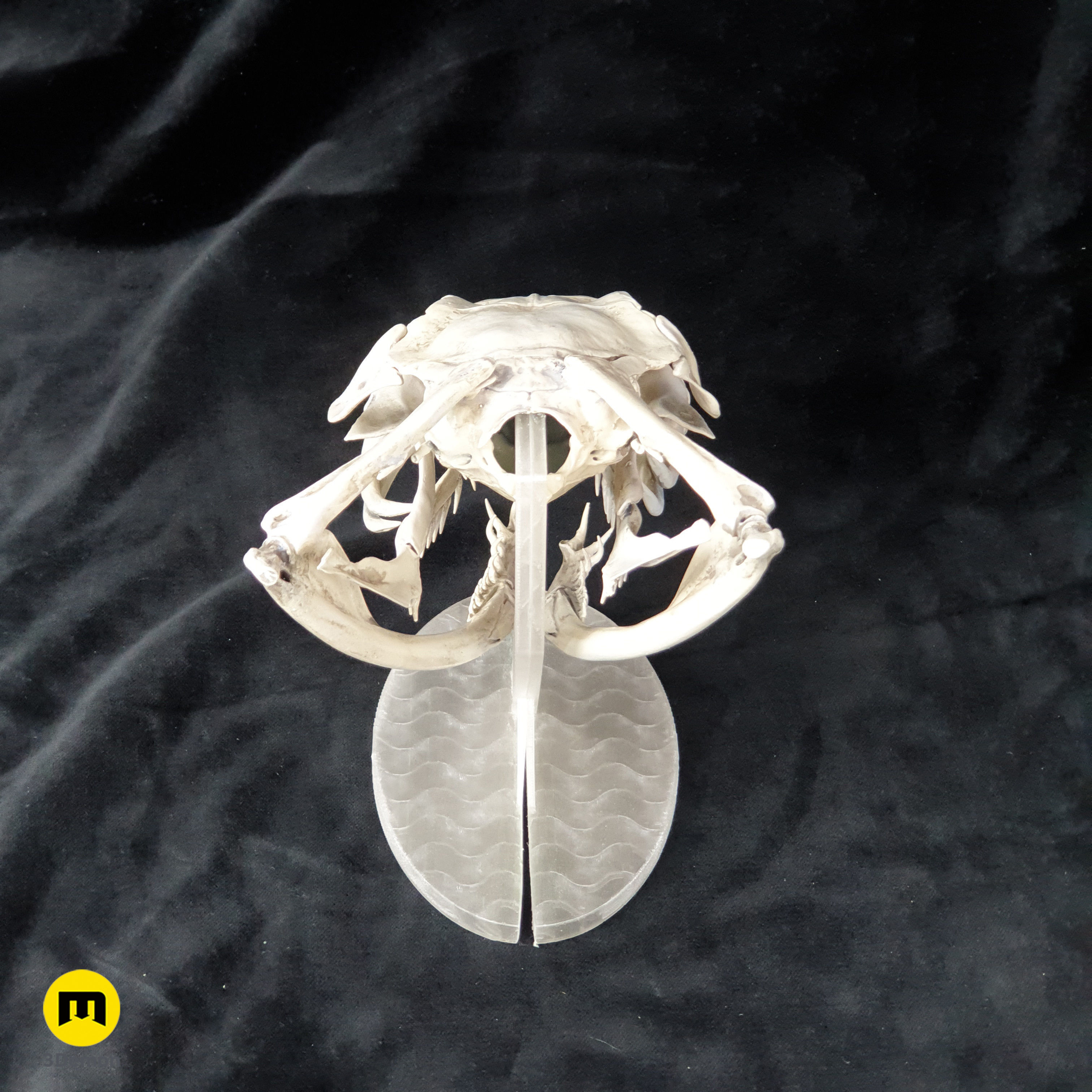 Gaboon Viper Snake Skull Free 3D print model_20