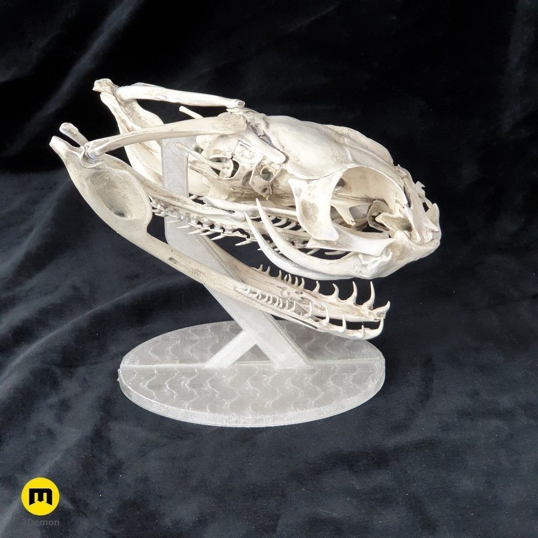 Gaboon Viper Snake Skull Free 3D print model_22