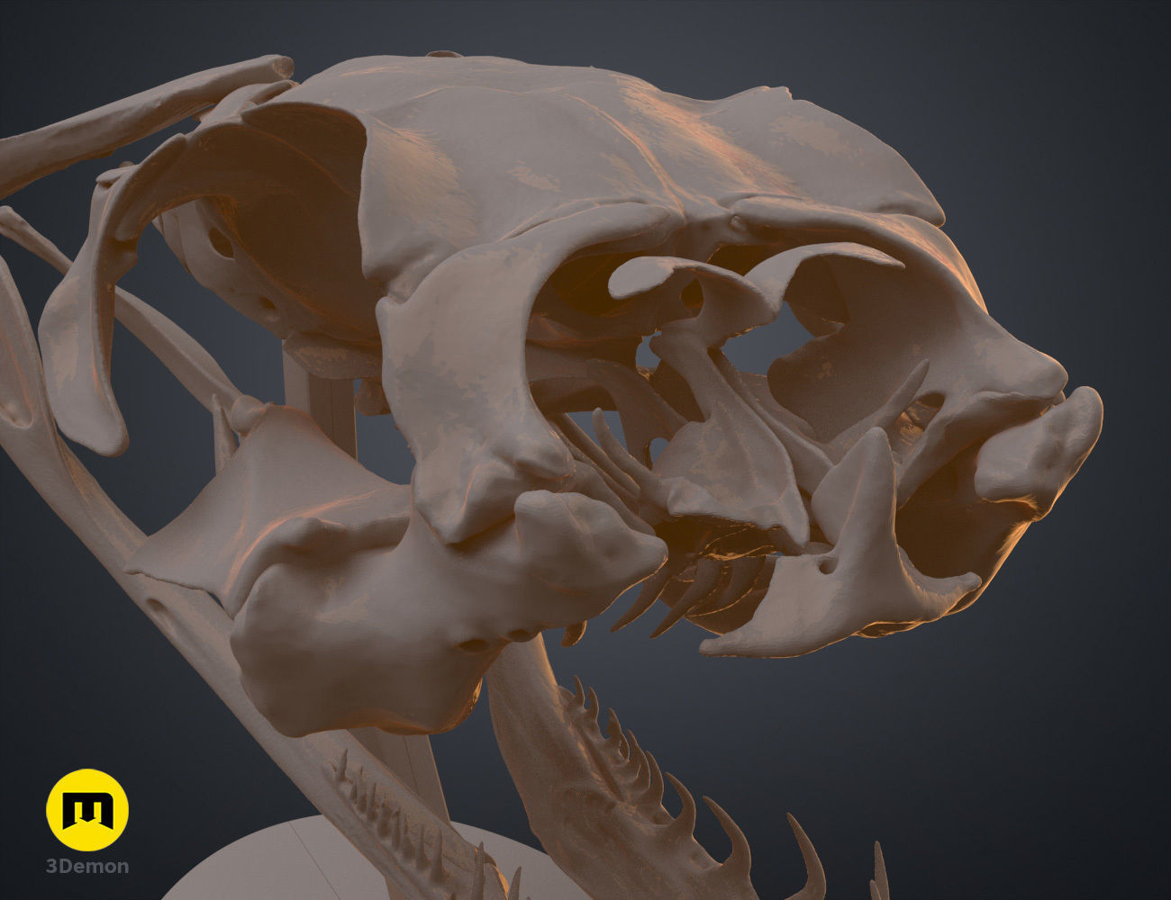 Gaboon Viper Snake Skull Free 3D print model_11