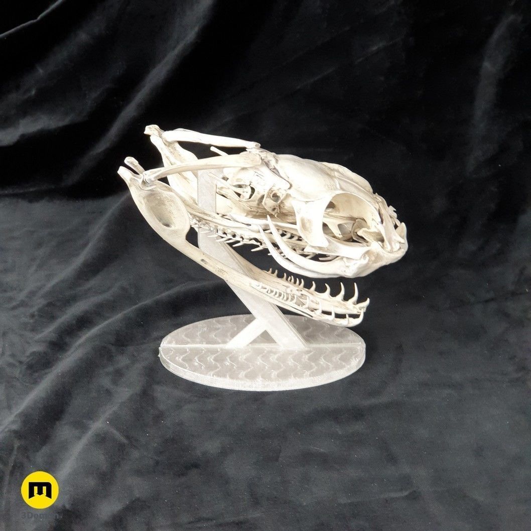 Gaboon Viper Snake Skull Free 3D print model_26