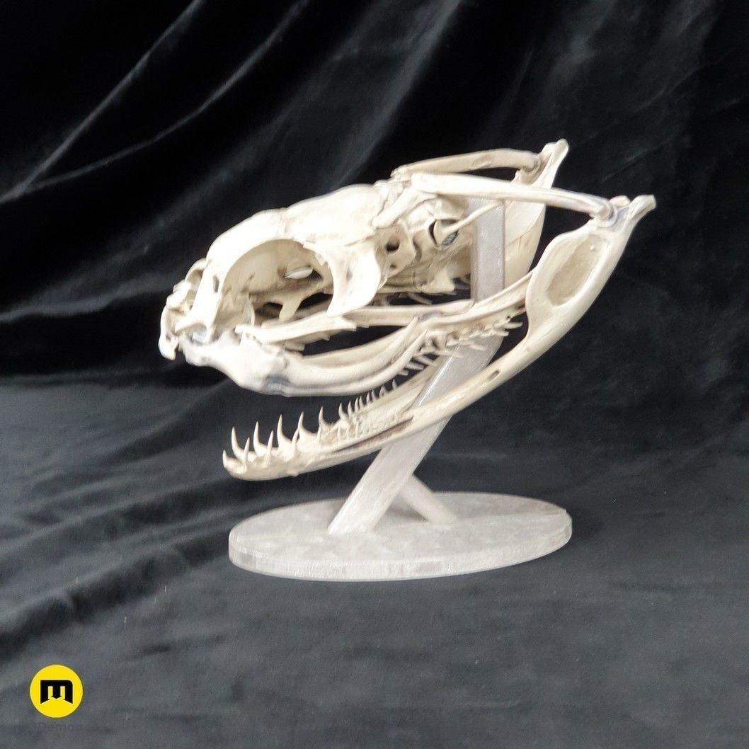 Gaboon Viper Snake Skull Free 3D print model_24