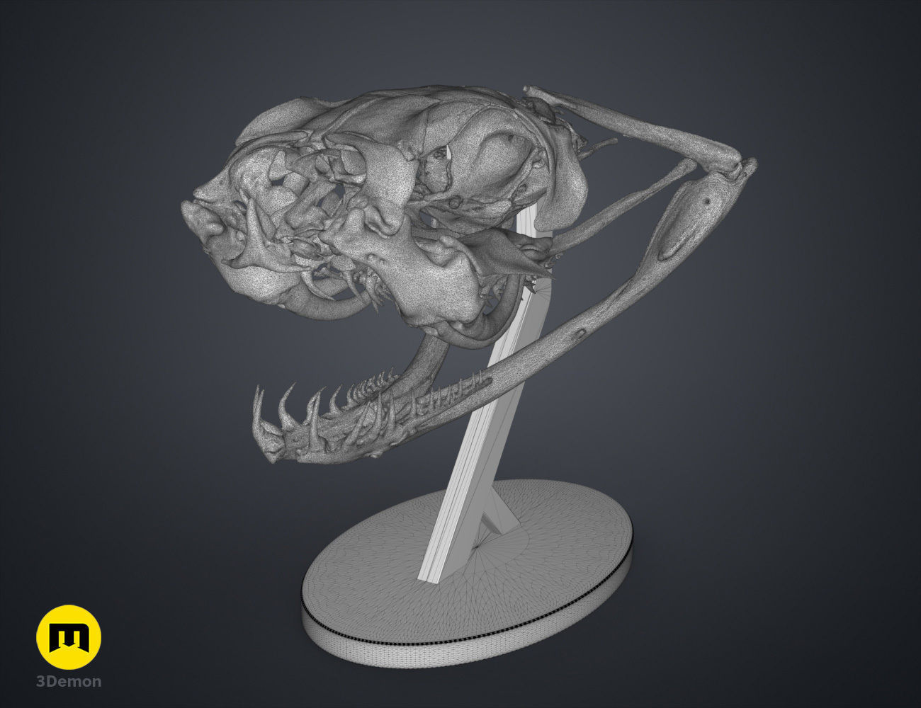 Gaboon Viper Snake Skull Free 3D print model_9